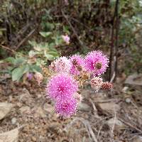 Mimosa albida image