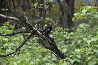 Crotophaga sulcirostris image