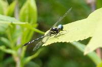 Macrothemis hemichlora image