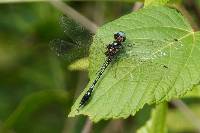 Macrothemis hemichlora image