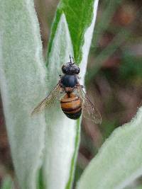 Apis mellifera image