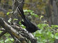 Crotophaga sulcirostris image