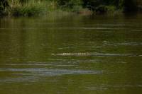 Crocodylus acutus image