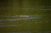 Crocodylus acutus image