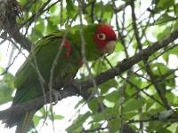 Aratinga erythrogenys image