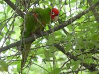 Aratinga erythrogenys image