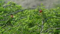 Aratinga erythrogenys image