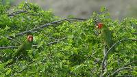 Aratinga erythrogenys image