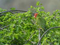 Aratinga erythrogenys image