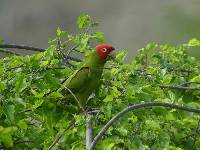 Aratinga erythrogenys image