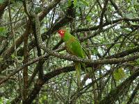 Aratinga erythrogenys image