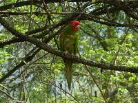 Aratinga erythrogenys image