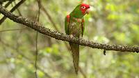 Aratinga erythrogenys image