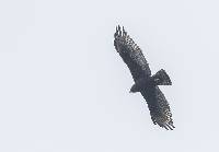 Buteo albonotatus image