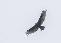 Buteo albonotatus image