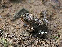 Leptodactylus labrosus image