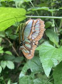 Siproeta stelenes image