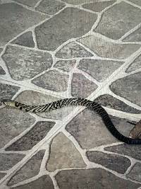 Drymarchon melanurus image