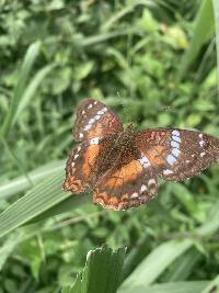 Anartia amathea image