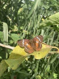 Anartia amathea image