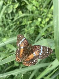 Anartia amathea image