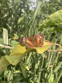 Anartia amathea image