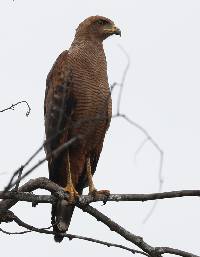 Buteogallus meridionalis image