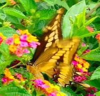 Papilio thoas image