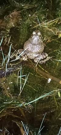 Lithobates catesbeianus image