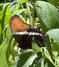 Siproeta epaphus image