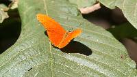 Dryas iulia image