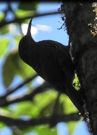 Margarornis squamiger image