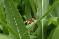 Anartia amathea image