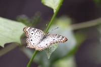 Anartia jatrophae image