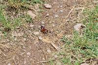 Anartia amathea image