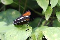 Siproeta epaphus image