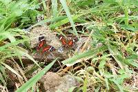 Anartia amathea image