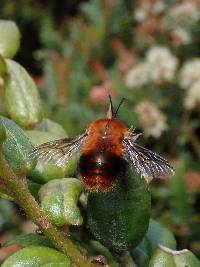 Bombus rubicundus image