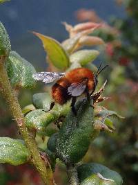 Bombus rubicundus image