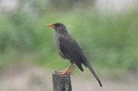 Turdus chiguanco image