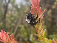 Bombus funebris image