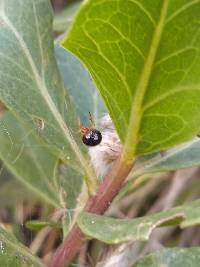 Nesticodes rufipes image