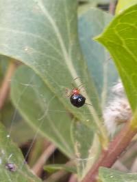 Nesticodes rufipes image