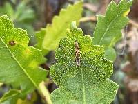 Peucetia rubrolineata image