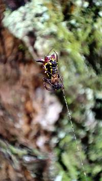 Micrathena raimondi image