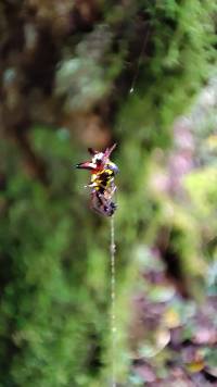 Micrathena raimondi image