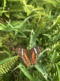 Anartia amathea image