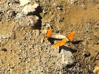 Dryas iulia image