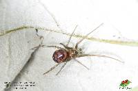 Steatoda grossa image