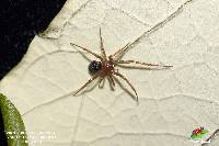 Steatoda grossa image